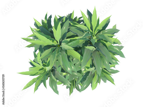 Wallpaper Mural Lucky Bamboo top view png alpha channel Torontodigital.ca