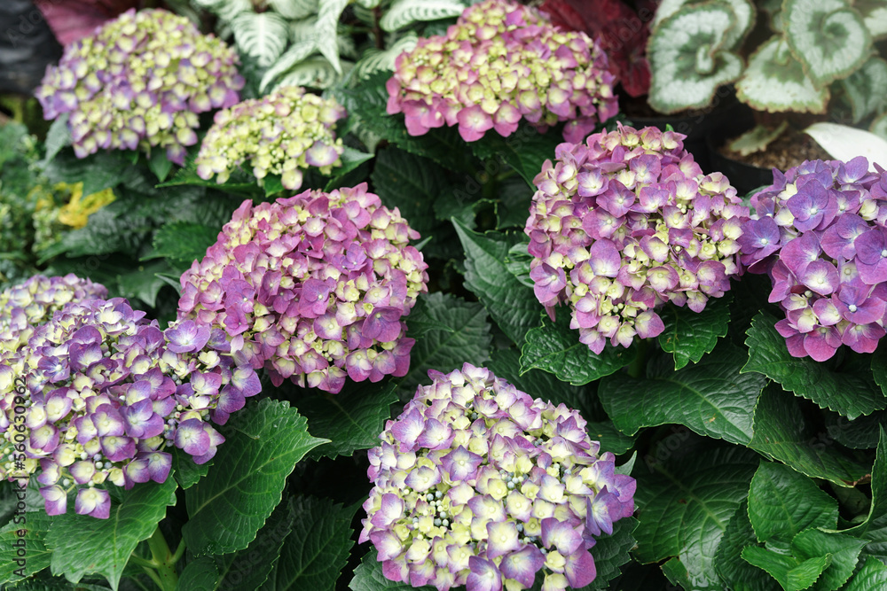 Hydrangea flower blooming in spring and summer in a garden. Hydrangea flower blooming in spring and summer in a garden.