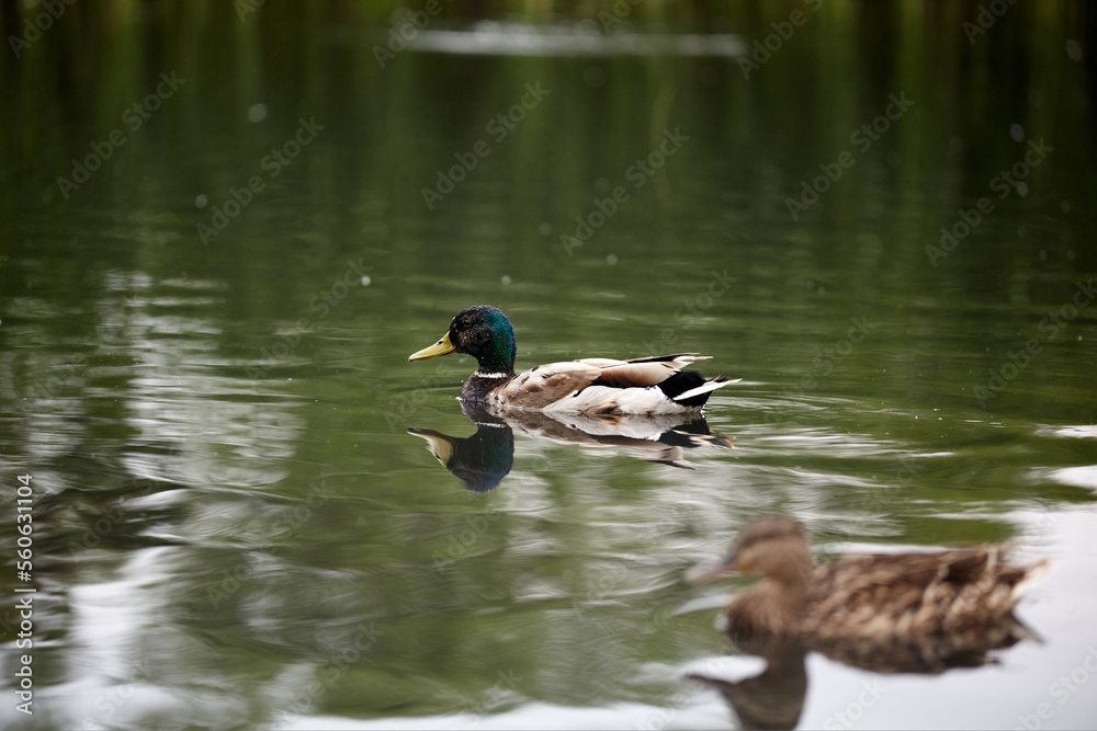 A male mallard takes an early spring swim.
