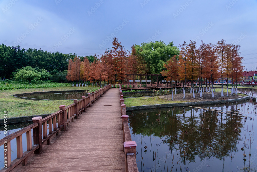 Landscape of Dongguan Ecological Garden in south china. Wooden bridge over lake in the park. Leaves of bald cypress turn copper red in winter. Landscape of Dongguan Ecological Garden in south china. Wooden bridge over lake in the park. Leaves of bald cypress turn copper red in winter.