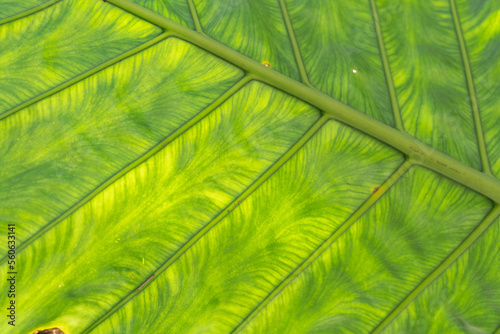 green leaves for background and wallpaper. closeup nature view of green leaf and palms background. Flat lay  dark nature concept  tropical leaf