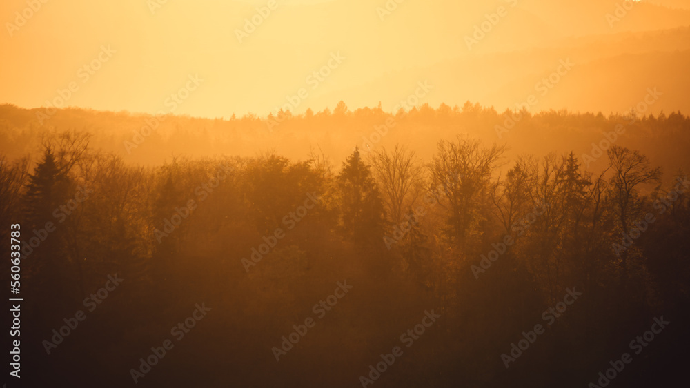 Sunset over the forest treetops
