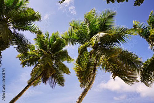 Foto coconut palm trees near the beach