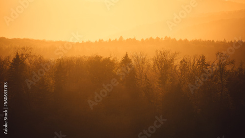 Sunset over the forest treetops