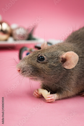 Cute pet rat eating with pink background