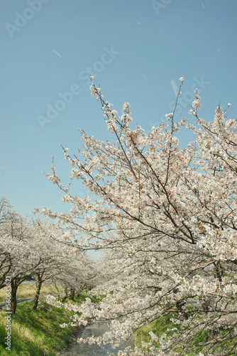 杭瀬川の土手に咲く桜の花吹雪と花筏 photo