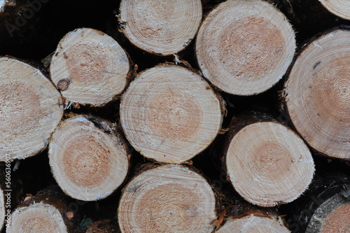Tree trunk logs with bark in a forest after forest felling or tree clearing in winter in Europe