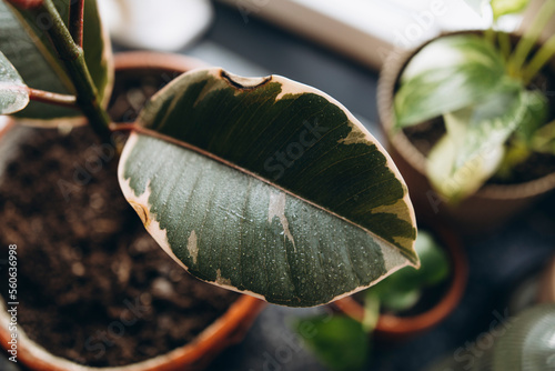 Rubber fig plant in a pot on the windowsill close-up top view. ficus tineke leaves close up top view photo