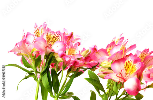 Bouquet of alstroemeria (lilies)