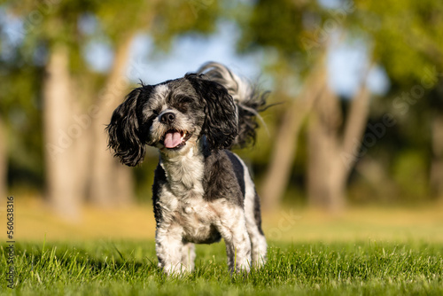 Bichon Shih Tzu Posing photo