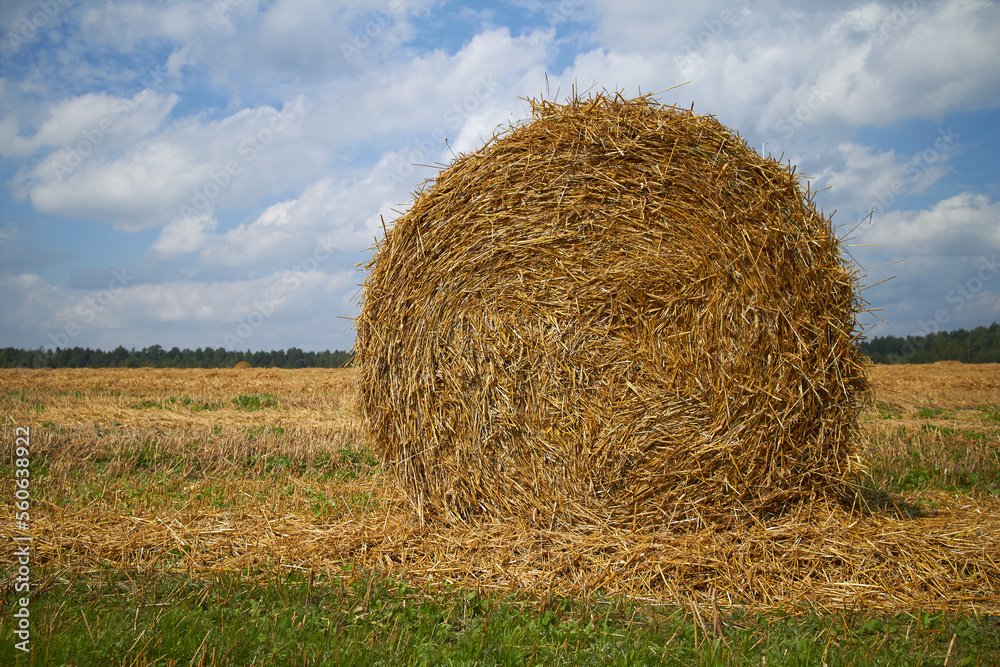 Wheat yellow golden harvest in summer. Wheat yellow golden harvest in summer.