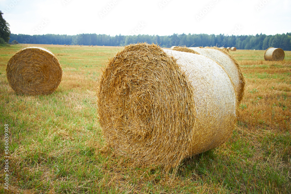 Wheat yellow golden harvest in summer. Wheat yellow golden harvest in summer.