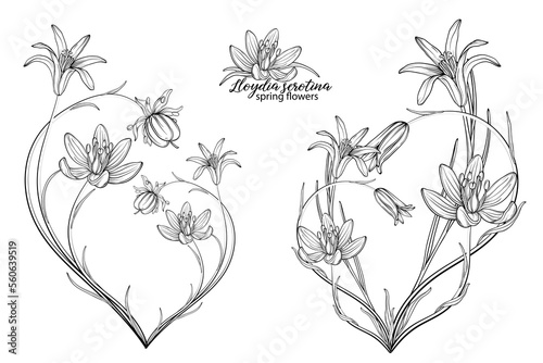 Set of floral elements of Lloydia serotina flowers. Spring flowers. Lloydia serotina photo