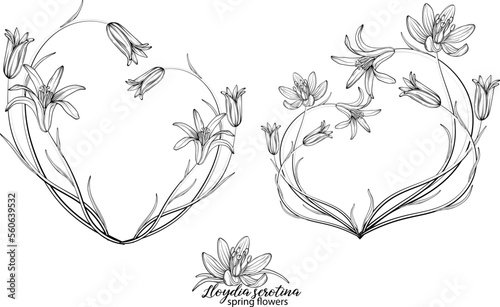 Set of floral elements of Lloydia serotina flowers. Spring flowers. Lloydia serotina
