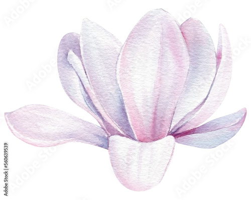 Magnolia flowers Isolated on white background. Spring flowers watercolor. Blooming magnolia