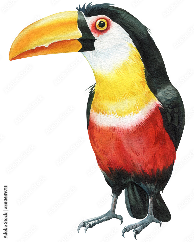 Obraz premium Beautiful birds, toucan watercolor illustration isolated on white background. Exotic bird