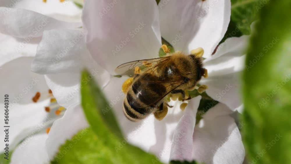 Macro Shot Honey Bee Pollinating Spring Tree White Flowers Blooming Blossoms. Slow Motion Flying Honey Bee Covered With Pollen Collecting Nectar From White Apple Flower. Spring Apple Flowers Close Up. Macro Shot Honey Bee Pollinating Spring Tree White Flowers Blooming Blossoms. Slow Motion Flying Honey Bee Covered With Pollen Collecting Nectar From White Apple Flower. Spring Apple Flowers Close Up.