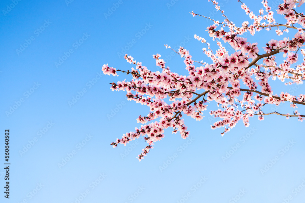 Spring blossom background. Beautiful blooming tree with almond flower in bloom agaist the blue sky at the Spring