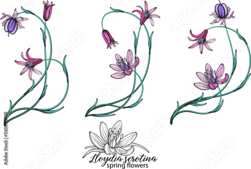 vector set of delicate spring flowers. Flowers. Spring flowers.