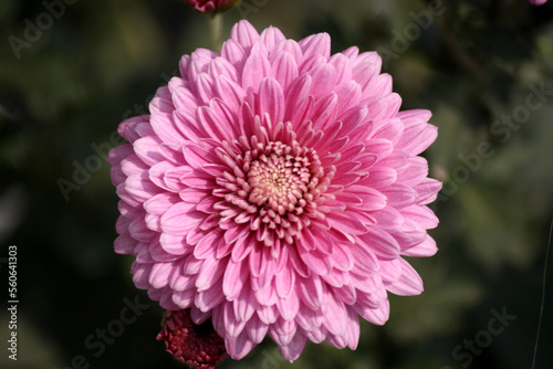 Rose pink colored Chrysanthemum × morifolium flowers in bloom : (pix Sanjiv Shukla)