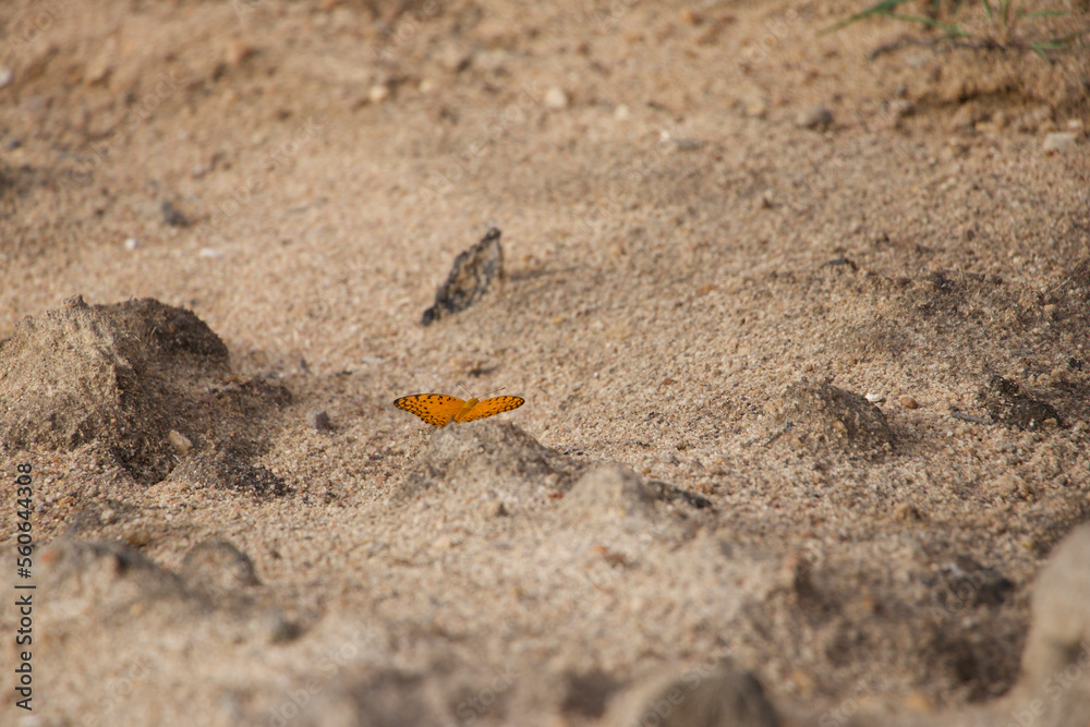 Orange butterfly in the desert Orange butterfly in the desert