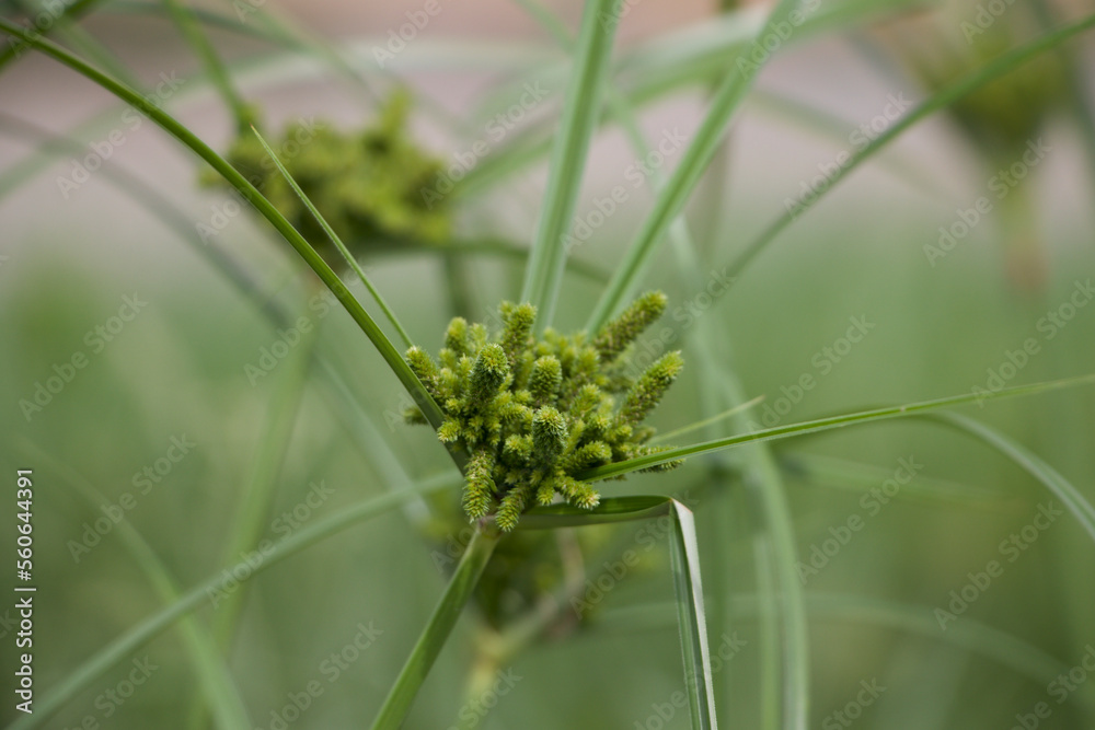 Naklejka premium beautiful green plant macro
