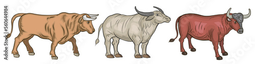Large wild animal buffalo  color image. Vector drawing.