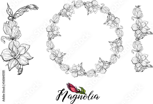 Set of vector flower arrangements with Magnolia flowers. Delicate romantic graphic magnolias.