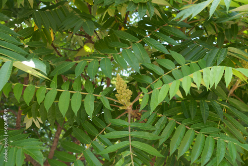 Cluster of flowers in the leafage of of Rhus typhina in mid June