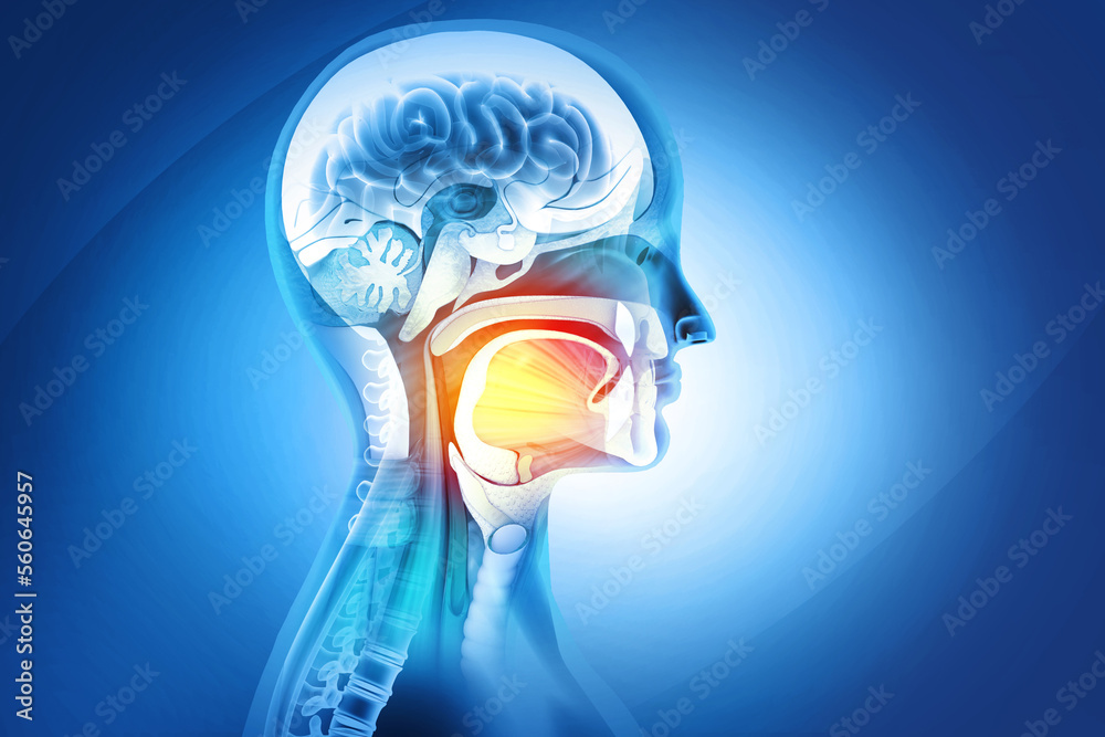 Anatomy of Maxilla and Mandible dental structure. 3d illustration ... Biology Diagrams