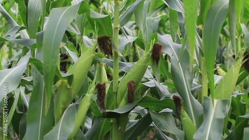 farmer inspecting green maize corn