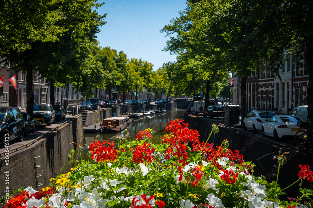 Obraz premium typical dutch, canal, flowers, tree, outdoor, city, tourism, architecture, building, built up, centre, clear, daytime, dutch, europe, european, gouda, government, green, historic, holland, house, neth