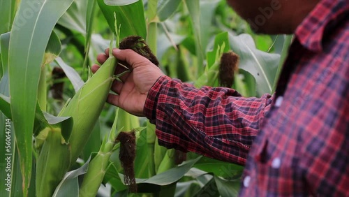farmer inspecting green maize corn