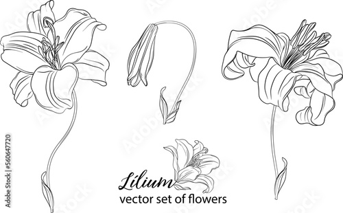 vector set of flowers and Lily buds. Lнlium