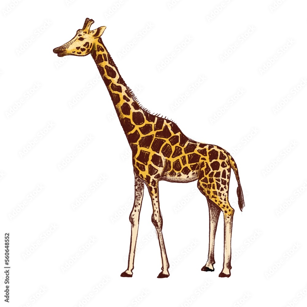 color drawing sketch of animal, hand drawn giraffe , isolated nature design element