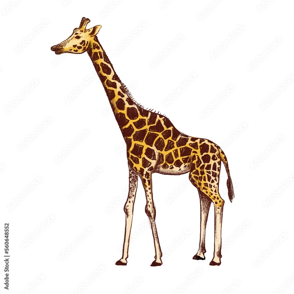 Naklejka premium color drawing sketch of animal, hand drawn giraffe , isolated nature design element