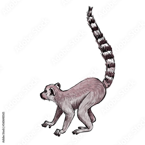 color drawing sketch of animal  hand drawn ring-tailed lemur  Lemur catta  isolated nature design element