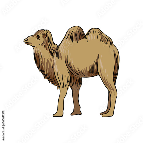 vector drawing sketch of animal, hand drawn camel , isolated nature design element