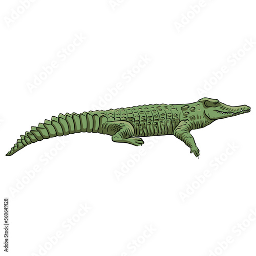 vector drawing sketch of animal, hand drawn crocodile , isolated nature design element © cat_arch_angel
