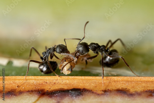 Macro photo of two black ants are helping to carry food. © backiris