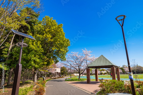 桜咲く平和の森公園の風景（2022年4月） photo