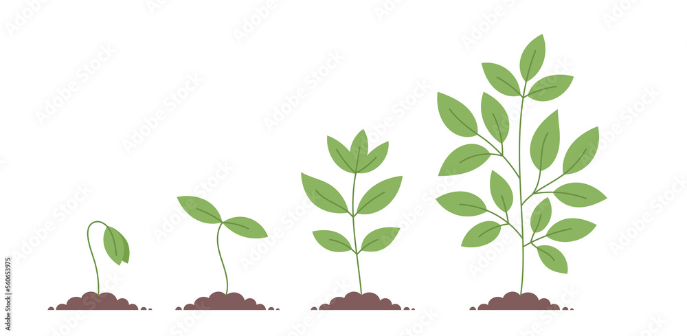 Plant growth stages. Planting tree. Vector editable infographic illustration.