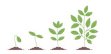 Plant growth stages. Planting tree. Vector editable infographic illustration.