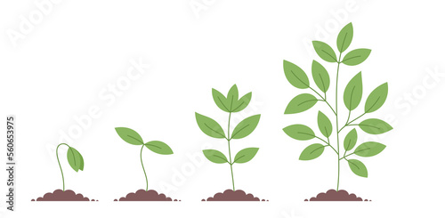 Plant growth stages. Planting tree. Vector editable infographic illustration.