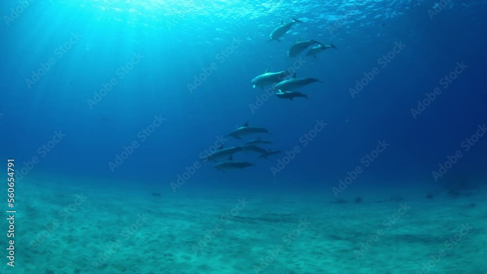 Slow Motion Shot Of Pod Of Dolphins Swimming Together In Deep Ocean - Waikiki, Hawaii Slow Motion Shot Of Pod Of Dolphins Swimming Together In Deep Ocean - Waikiki, Hawaii