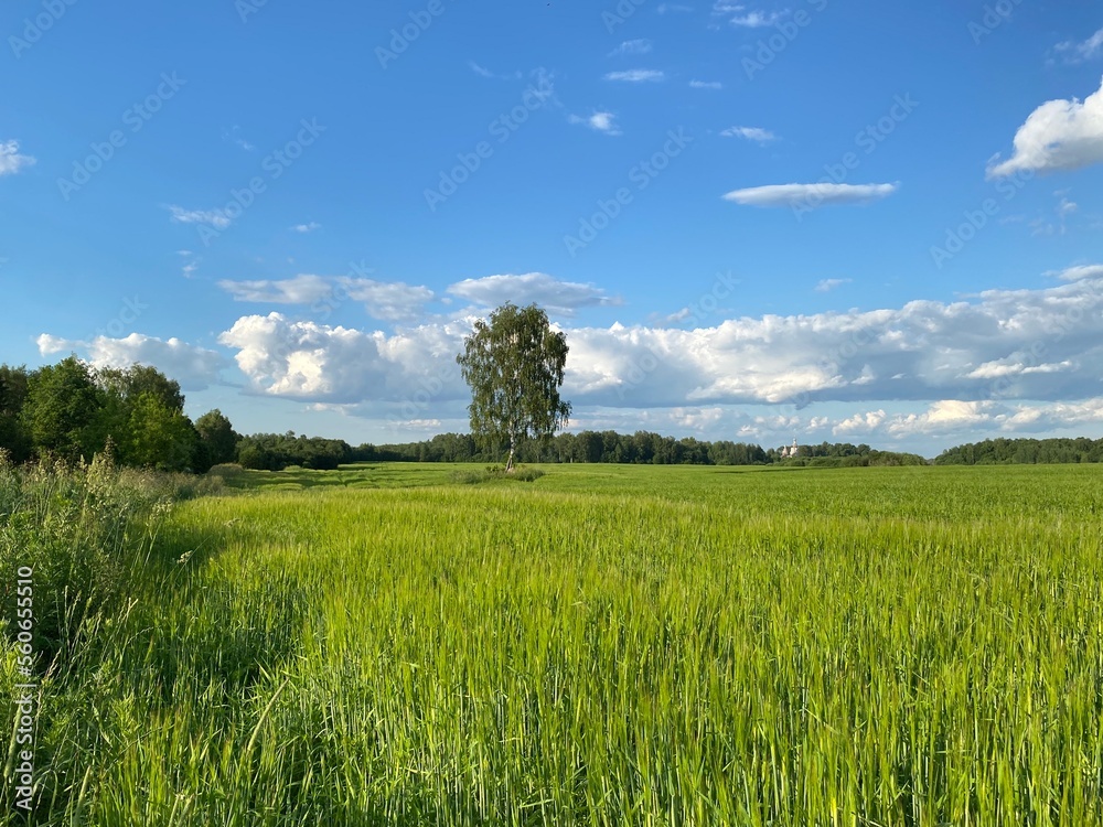 green field and blue sky green field and blue sky