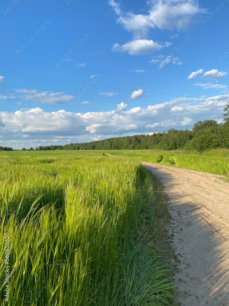 Obraz premium landscape with field