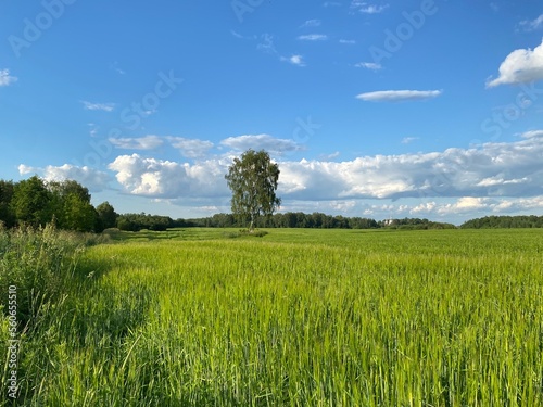 zielone pole i błękitne niebo