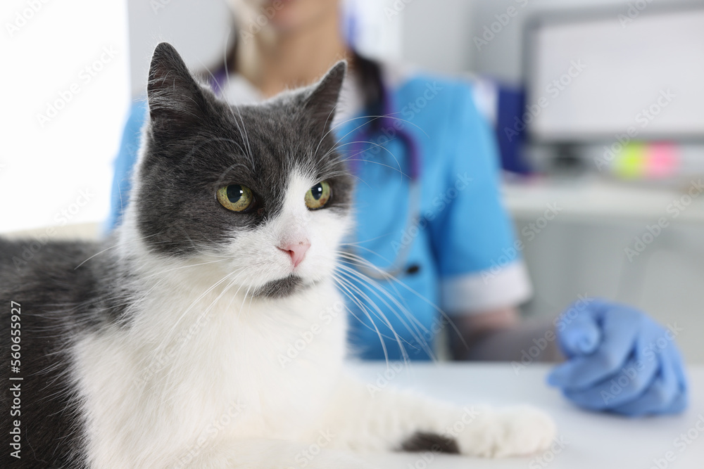 Beautiful gray white cat and veterinarian in clinic