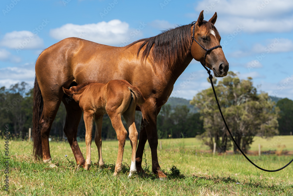 Quarter Horse mare and foal in the paddock Quarter Horse mare and foal in the paddock